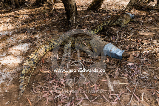 Trappers secure Saltwater Crocodile jaws with tape to prevent injury. Timber Creek, Victoria River Dis, Bullo River Station, Northern Territory, Australia