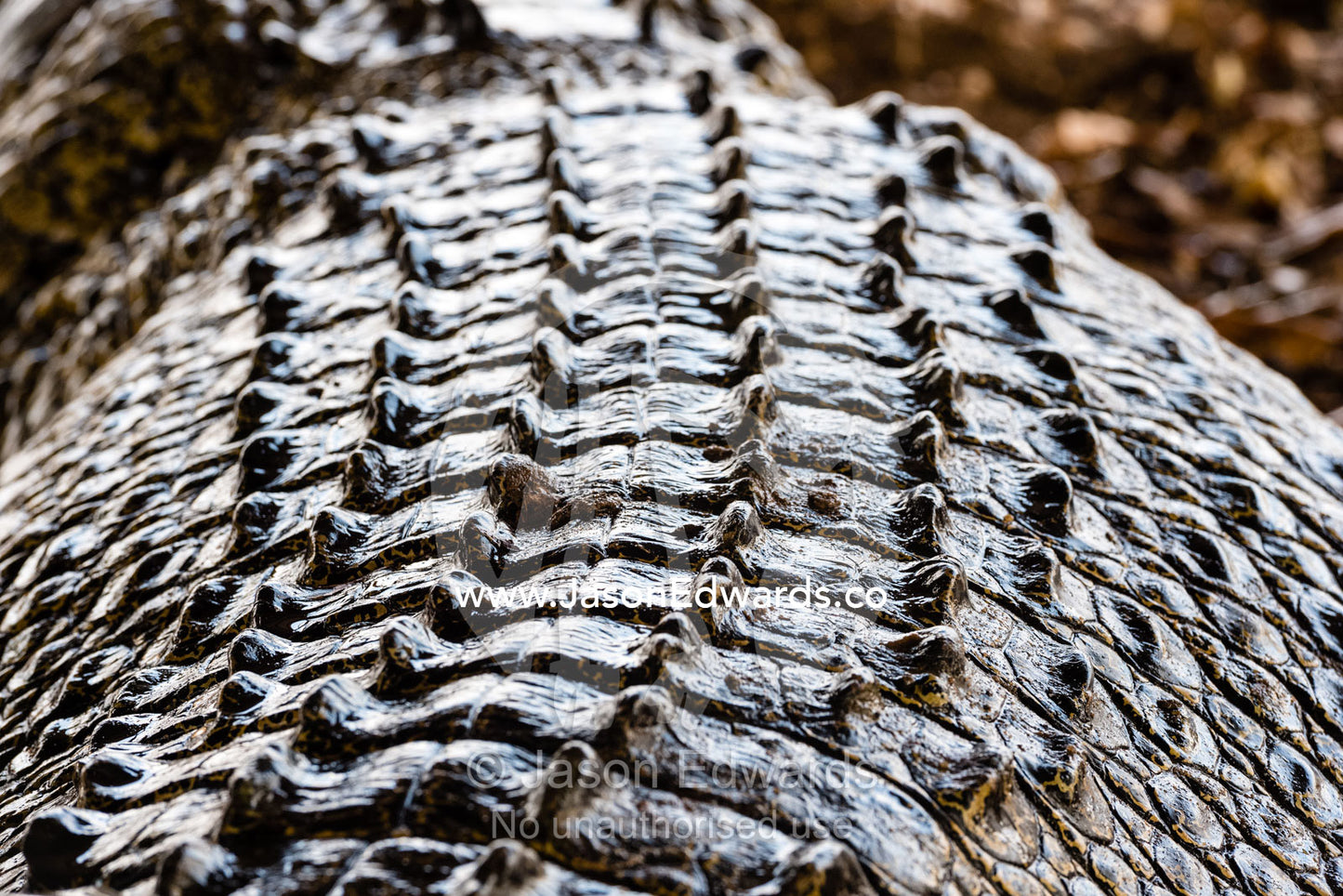 The large leathery scales and scutes on the back of a trapped Saltwater Crocodile. Timber Creek, Bullo River Station, Northern Territory, Australia