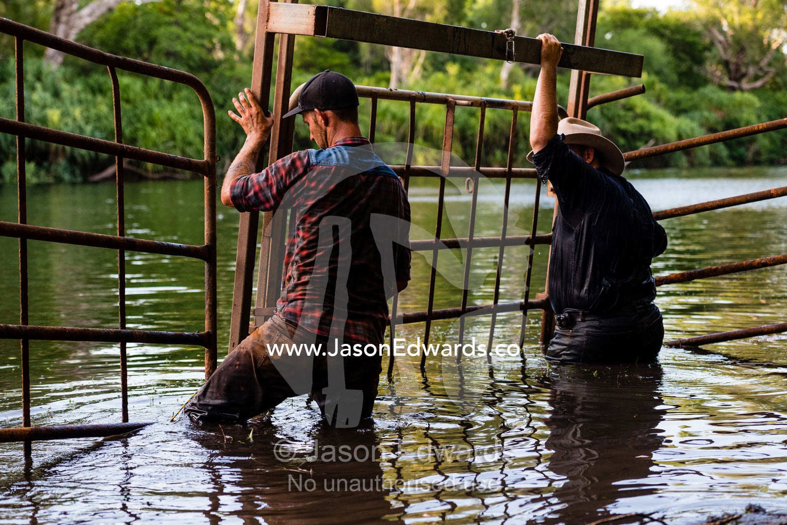 Trappers build a cage in a billabong to trap a large Saltwater Crocodile. Timber Creek, Bullo River Station, Northern Territory, Australia