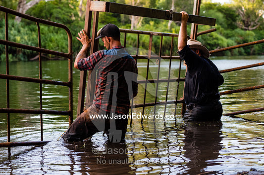 Trappers build a cage in a billabong to trap a large Saltwater Crocodile. Timber Creek, Bullo River Station, Northern Territory, Australia