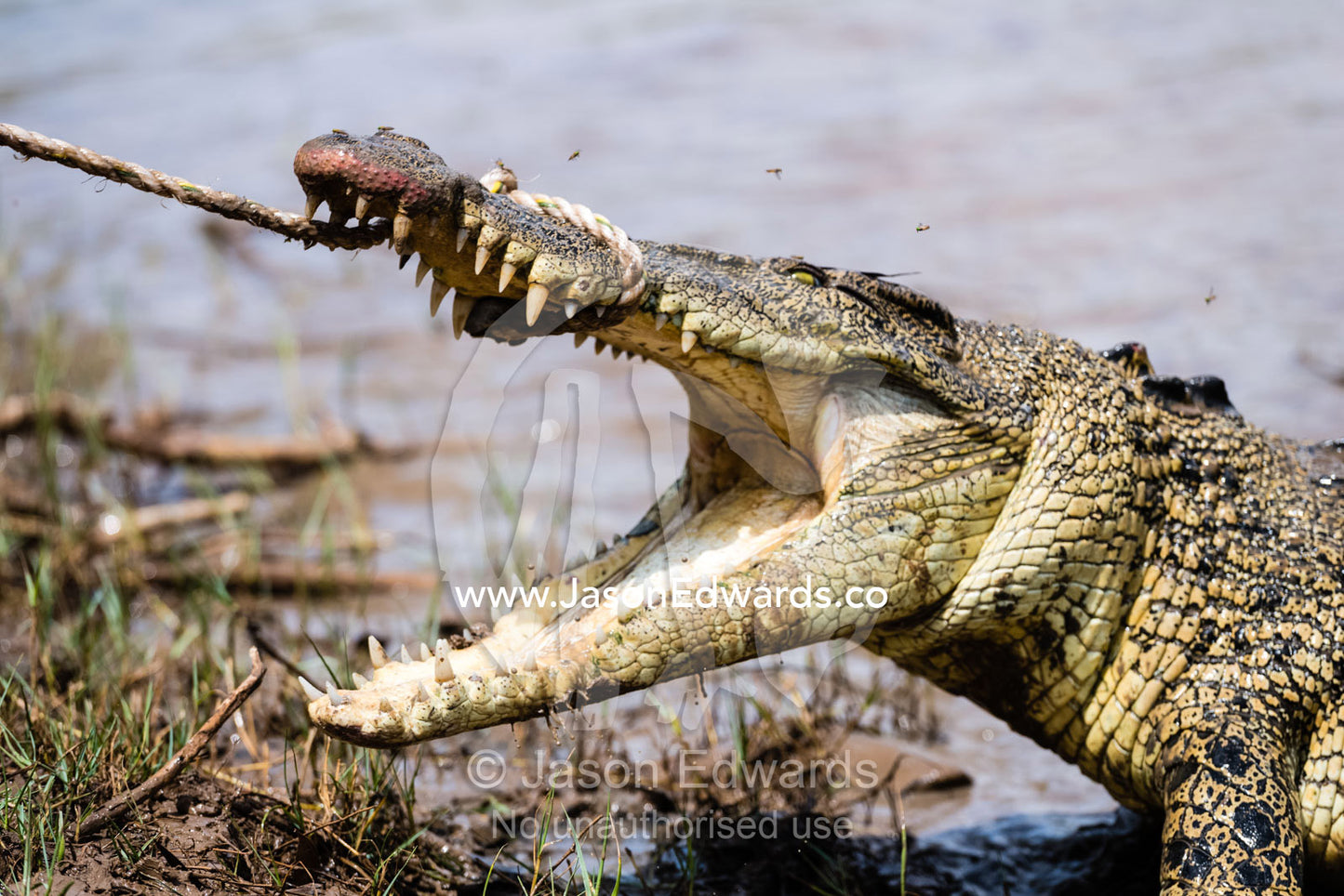 A Saltwater Crocodile with large teeth and jaws fighting a restraining rope is captured by trappers. Timber Creek, Bullo River Station, Northern Territory, Australia