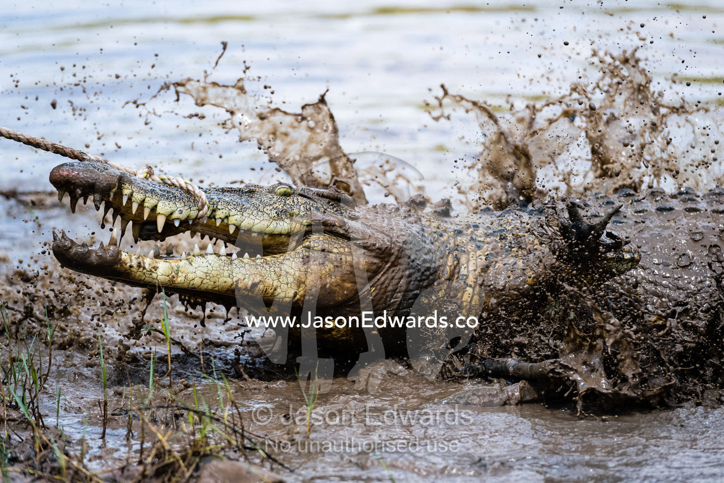 A Saltwater Crocodile with large teeth and jaws fighting a restraining rope is captured by trappers. Timber Creek, Bullo River Station, Northern Territory, Australia