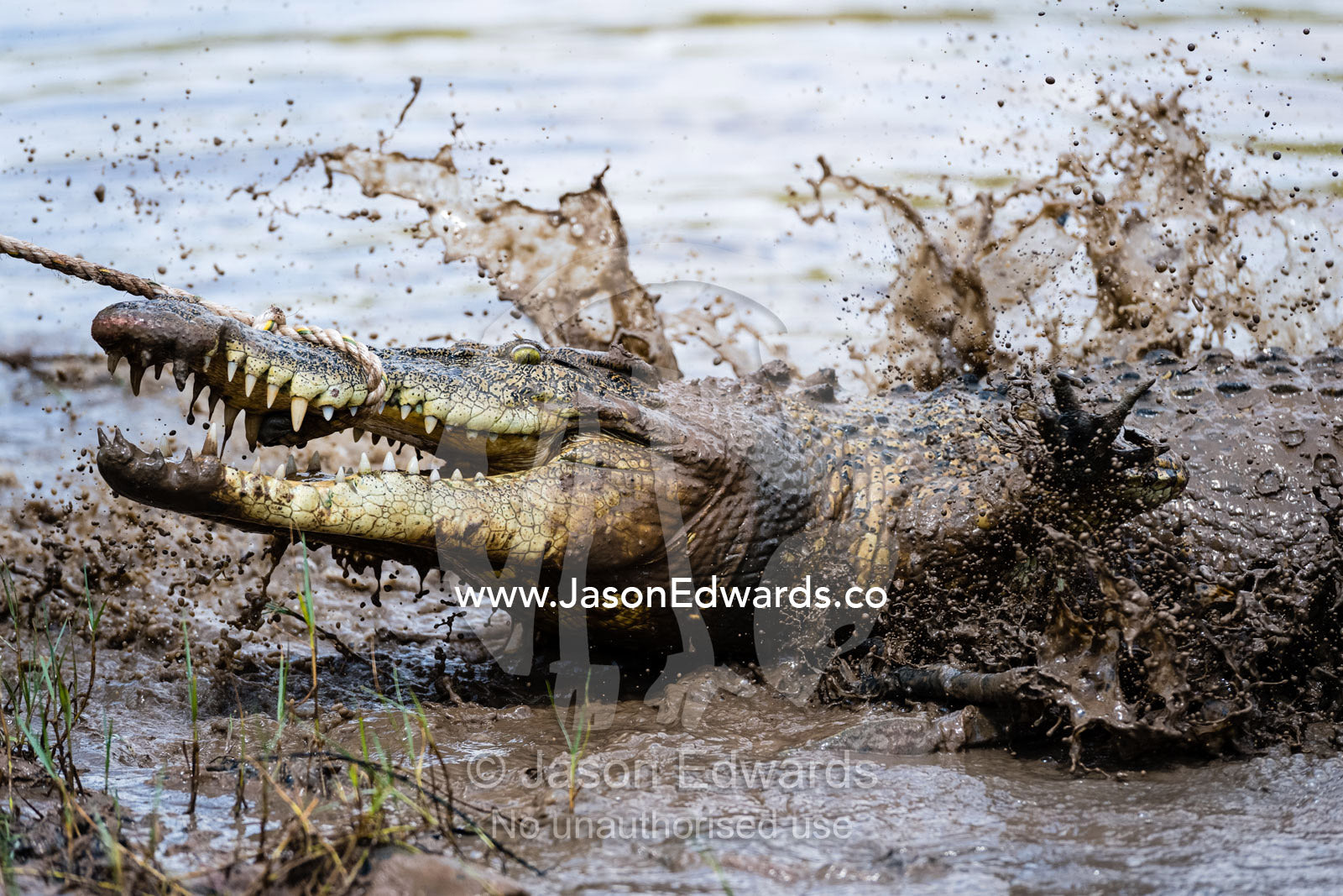 A Saltwater Crocodile with large teeth and jaws fighting a restraining rope is captured by trappers. Timber Creek, Bullo River Station, Northern Territory, Australia