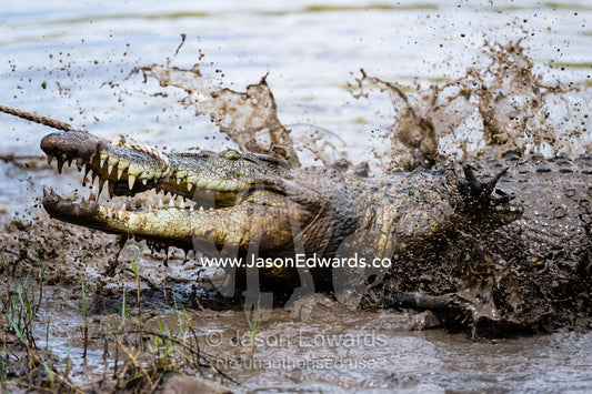 A Saltwater Crocodile with large teeth and jaws fighting a restraining rope is captured by trappers. Timber Creek, Bullo River Station, Northern Territory, Australia