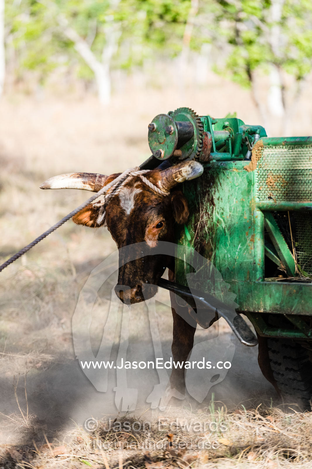 Ranchers use old 4wd's to move cattle into a truck on a remote outback cattle station. Timber Creek, Bullo River Station, Northern Territory, Australia