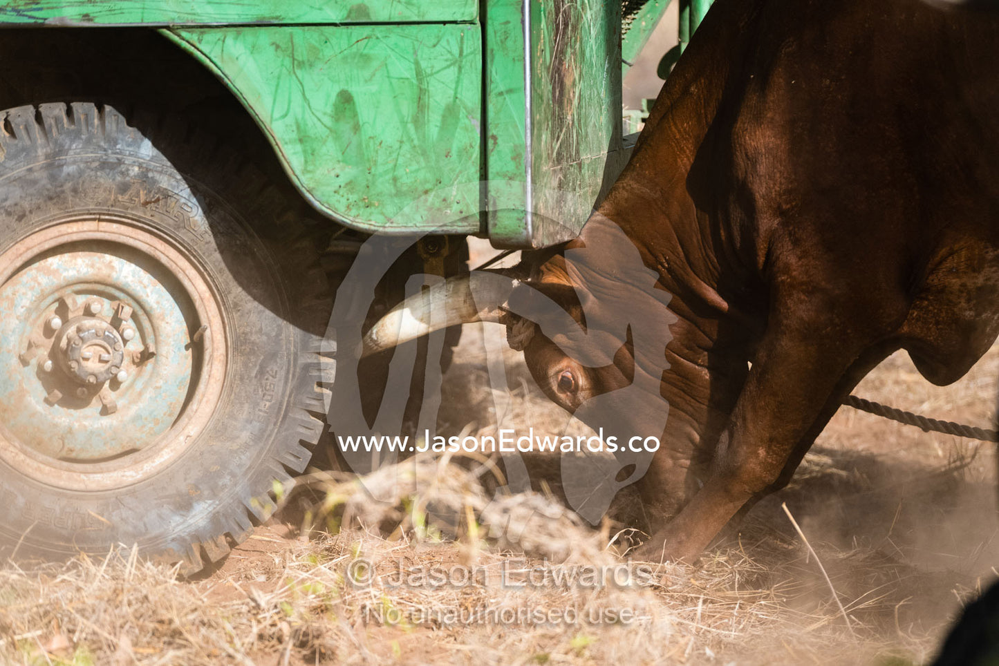 A wild steer attacks an old 4wd trying to trap it for shipping. Timber Creek, Bullo River Station, Northern Territory, Australia