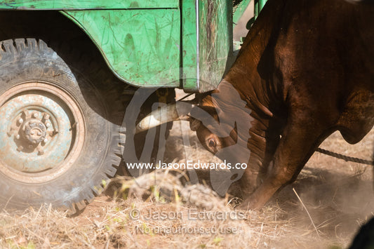 A wild steer attacks an old 4wd trying to trap it for shipping. Timber Creek, Bullo River Station, Northern Territory, Australia