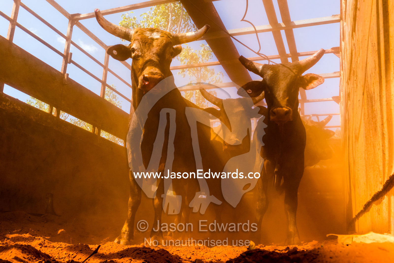 Terrified and angry steers in a cattle truck for transportation after being captured from the wild on a remote outback cattle station. Timber Creek, Bullo River Station, Northern Territory, Australia