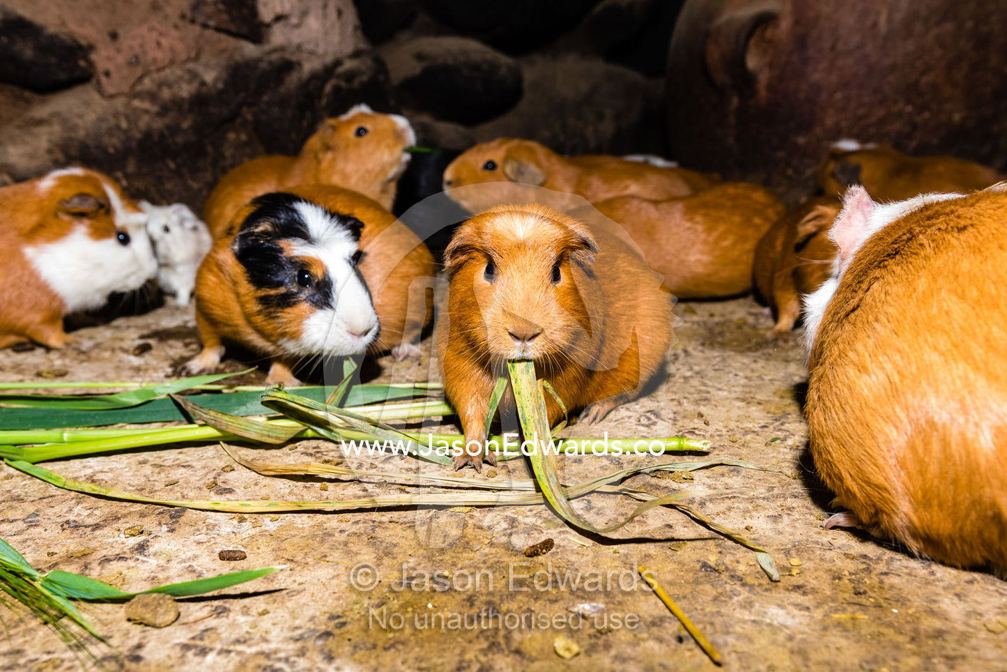 Guinea Pigs feeding on grass in a home in an Andes village where they are bred as food. Sacred Valley, Ollantaytambo, Urubamba, Peru