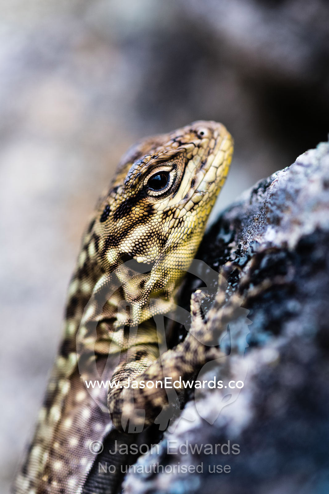 A Spiny Whorltail Iguana basking on an Inca ruin. Sacred Valley, Machu Picchu, Urubamba Province, Peru