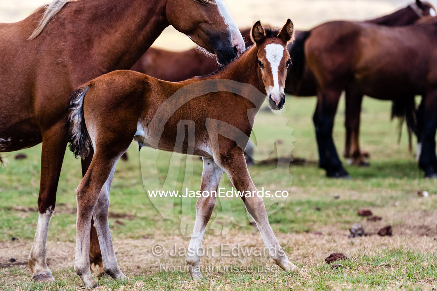 A wild horse foal stays close to it's mother on Easter Island. Rapa Nui, Easter Island, Chile