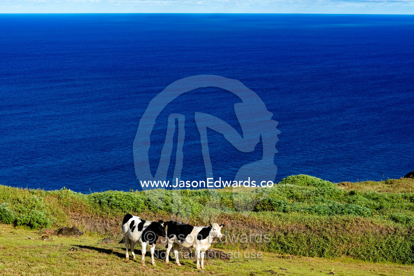 A pair of dairy cows overlook the Pacific Ocean from Easter Island. Rano Kau Volcano, Rapa Nui, Easter Island, Chile