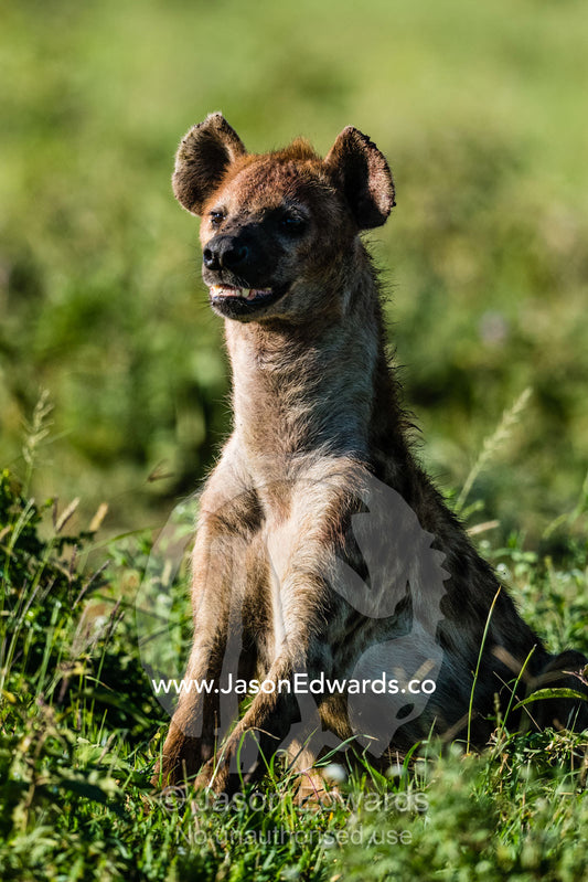 An alert Spotted Hyena scans the savannah plain. Serengeti National Park, Tanzania