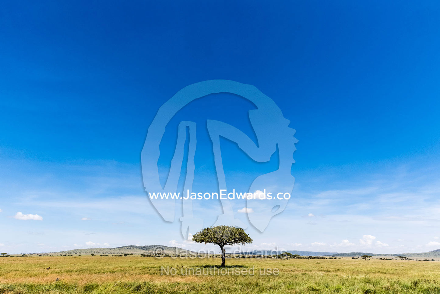 A solitary Acacia tree on the savannah plain beneath a vast blue sky. Serengeti National Park, Tanzania