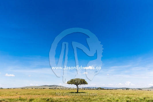 A solitary Acacia tree on the savannah plain beneath a vast blue sky. Serengeti National Park, Tanzania