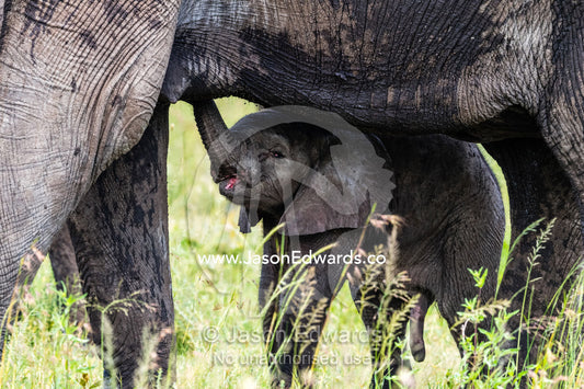 An African Elephant calf searching for it's mothers teat to suckle milk. Serengeti National Park, Tanzania