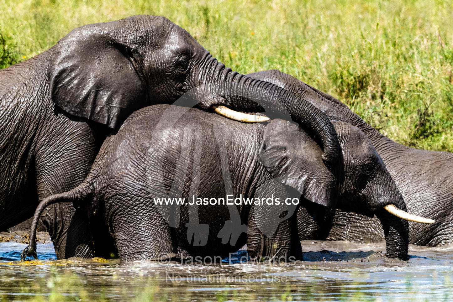 African Elephants using their trunks to wrestle and play in a waterhole during the heat of the day. Serengeti National Park, Tanzania