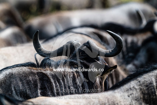 A Blue Wildebeest herd on the savannah during the Great Migration. Serengeti National Park, Tanzania