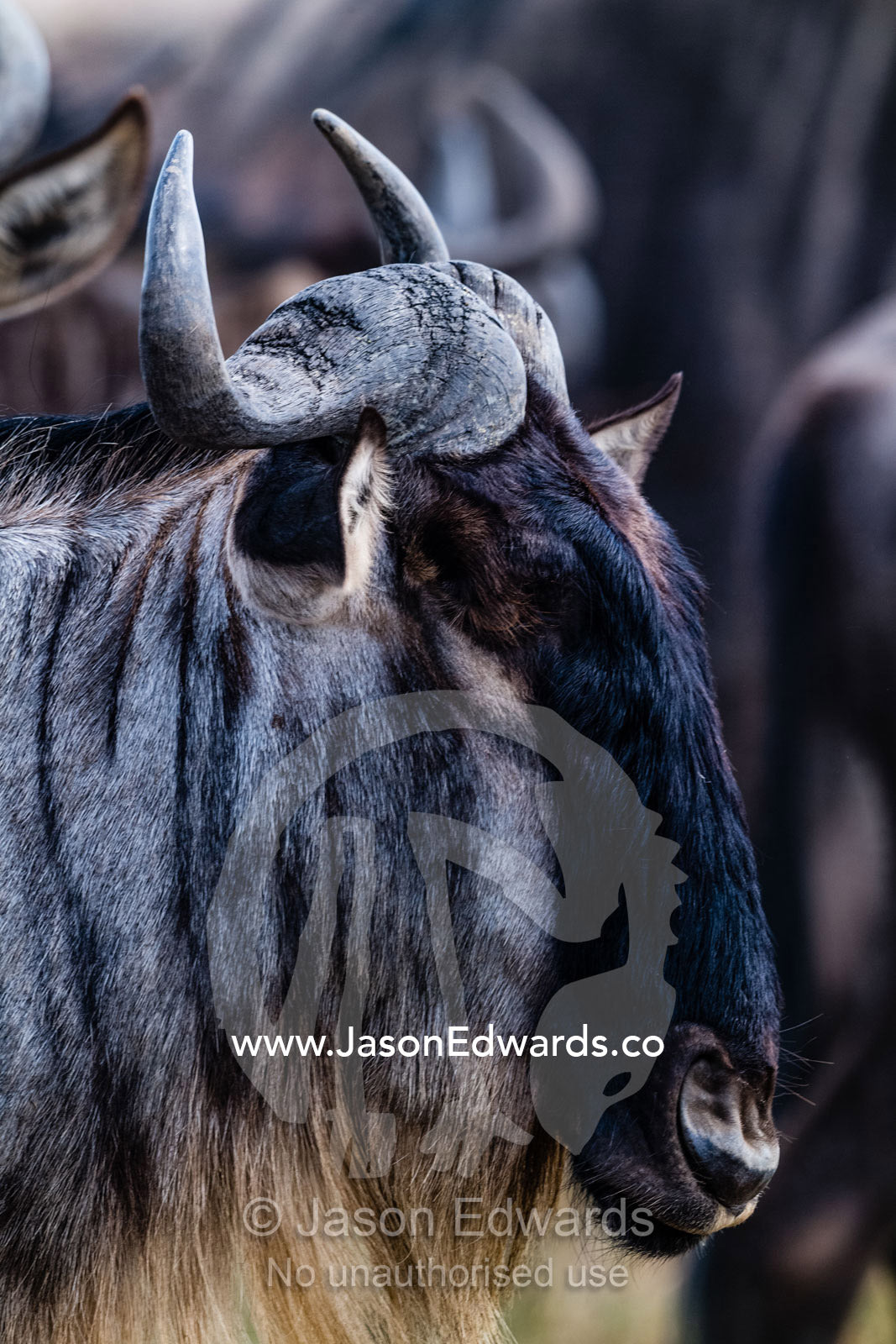 A portrait of a Blue Wildebeest marching in a herd during the Great Migration. Serengeti National Park, Tanzania