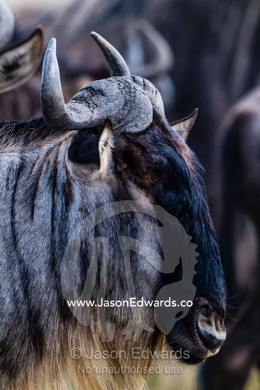A portrait of a Blue Wildebeest marching in a herd during the Great Migration. Serengeti National Park, Tanzania
