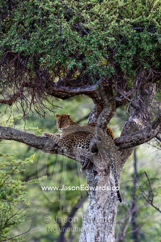 A male African Leopard resting in an acacia tree. Serengeti National Park, Tanzania