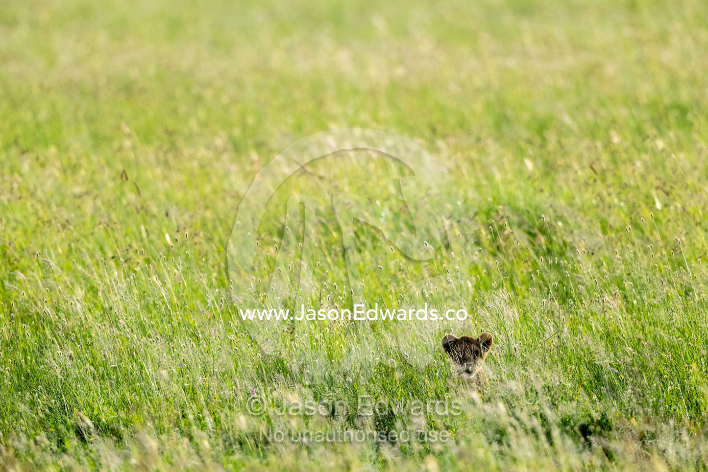 An African Lion cub dwarfed by the vast savannah grassland. Serengeti National Park, Tanzania