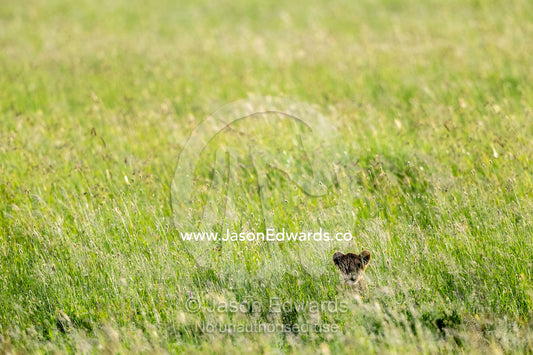 An African Lion cub dwarfed by the vast savannah grassland. Serengeti National Park, Tanzania