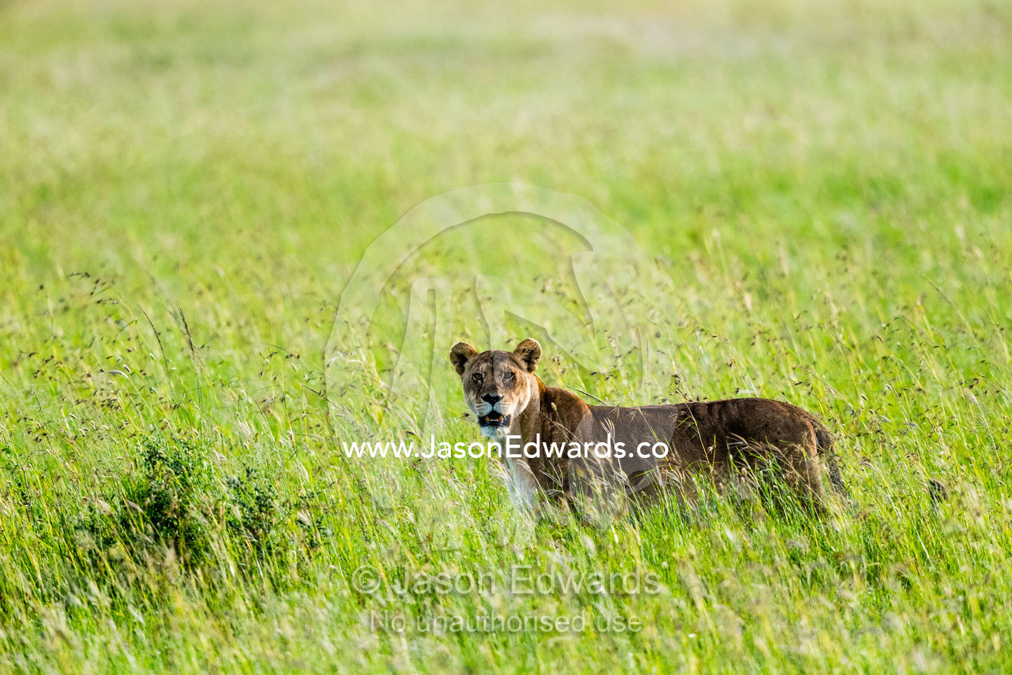 An African lioness travelling across the vast savannah plain through tall grass. Serengeti National Park, Tanzania