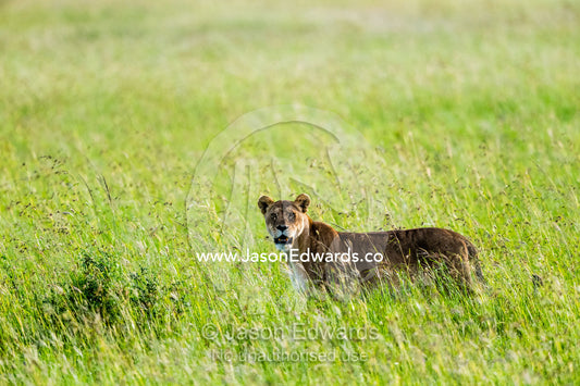 An African lioness travelling across the vast savannah plain through tall grass. Serengeti National Park, Tanzania