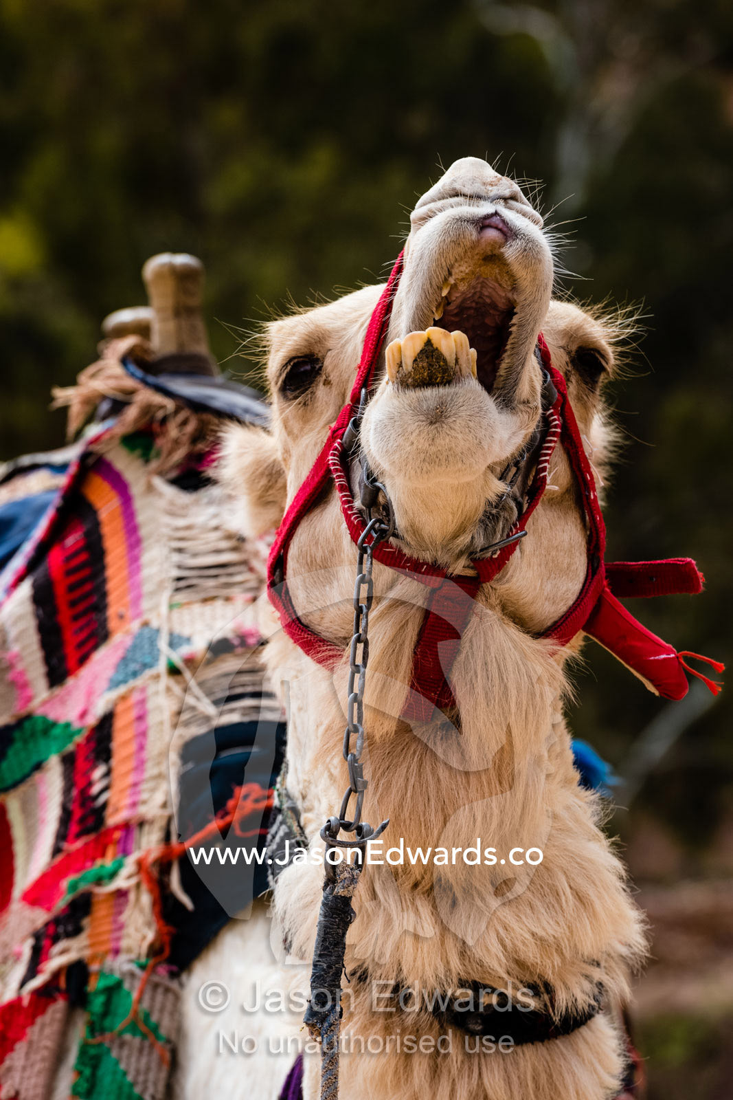 An angry camel bellows in Petra. Petra, The Lost City of Petra, Jordan