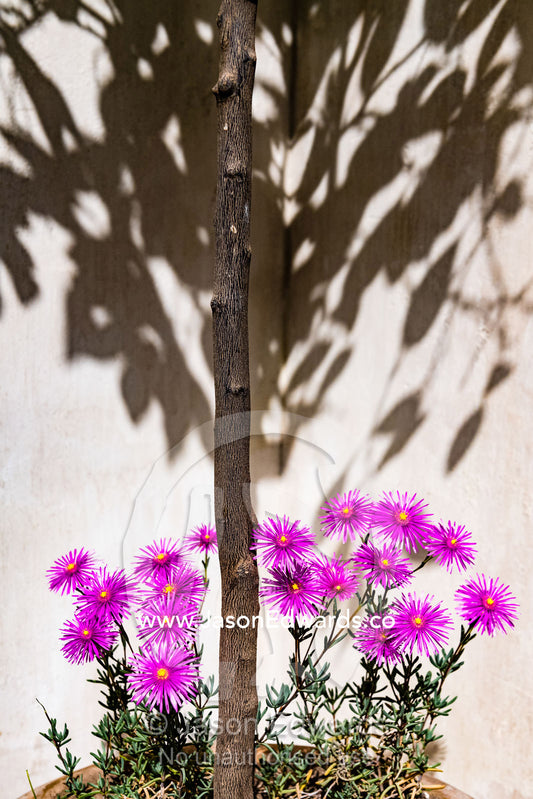 Purple summer flowers cast shadows on a rendered garden wall in a palace courtyard. Marrakech, Bahia Palace, Morocco