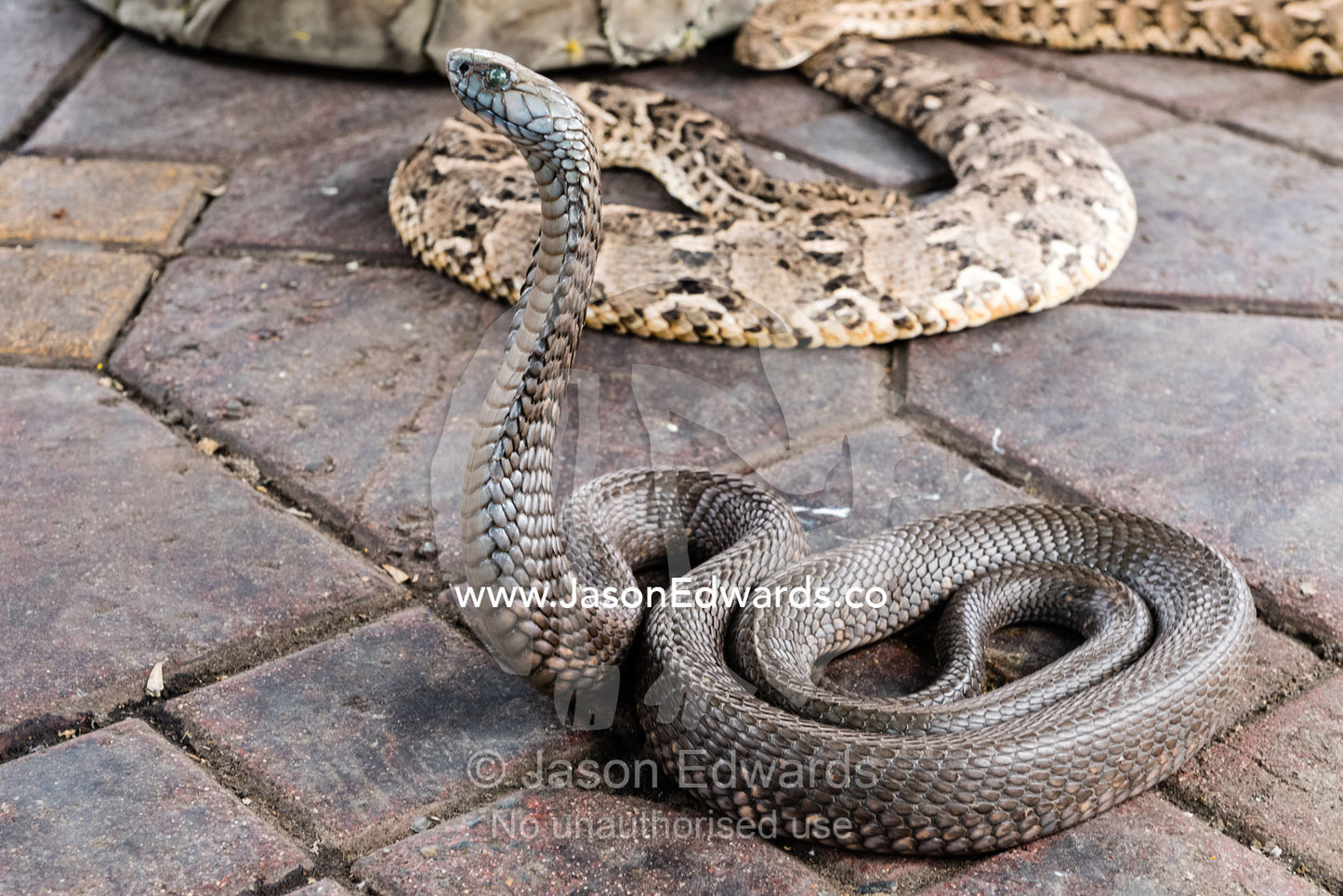 A venomous snake rearing-up for a snake charmer in a market. Marrakech, Marrakesh Souk, Jemaa El Fna Sou, Morocco