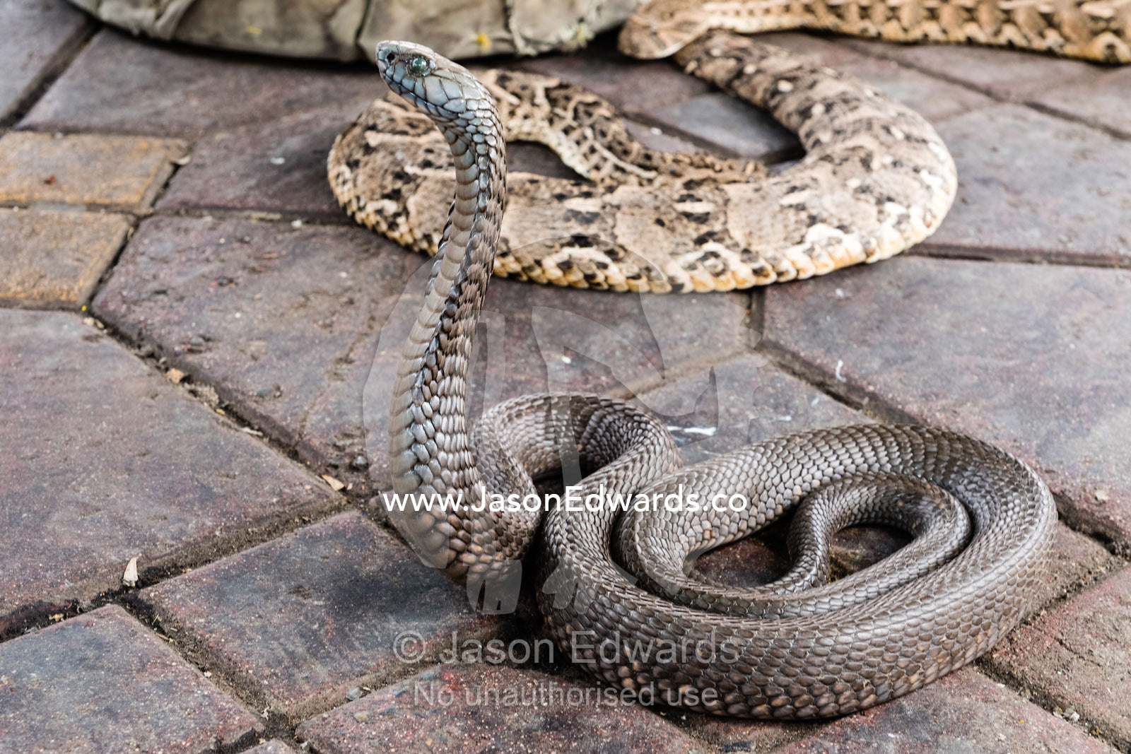 A venomous snake rearing-up for a snake charmer in a market. Marrakech, Marrakesh Souk, Jemaa El Fna Sou, Morocco