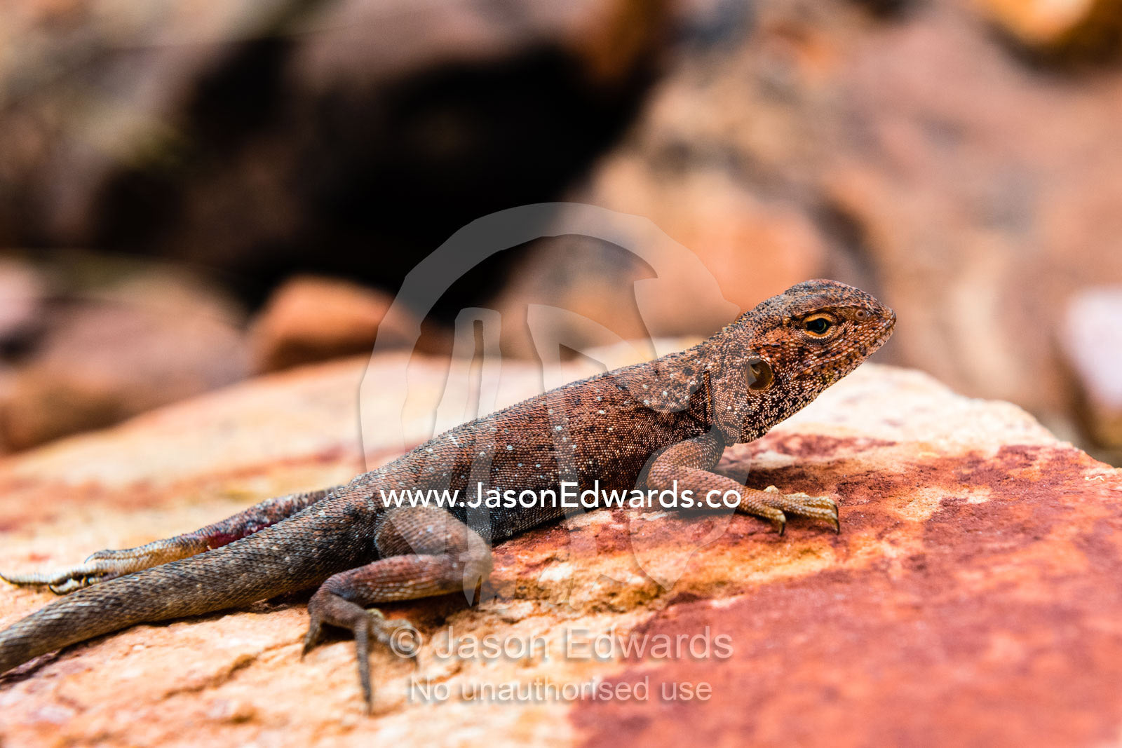 A Rusty Crevice Dragon basking on a sandstone rock. Watarrka National Park, Northern Territory, Australia