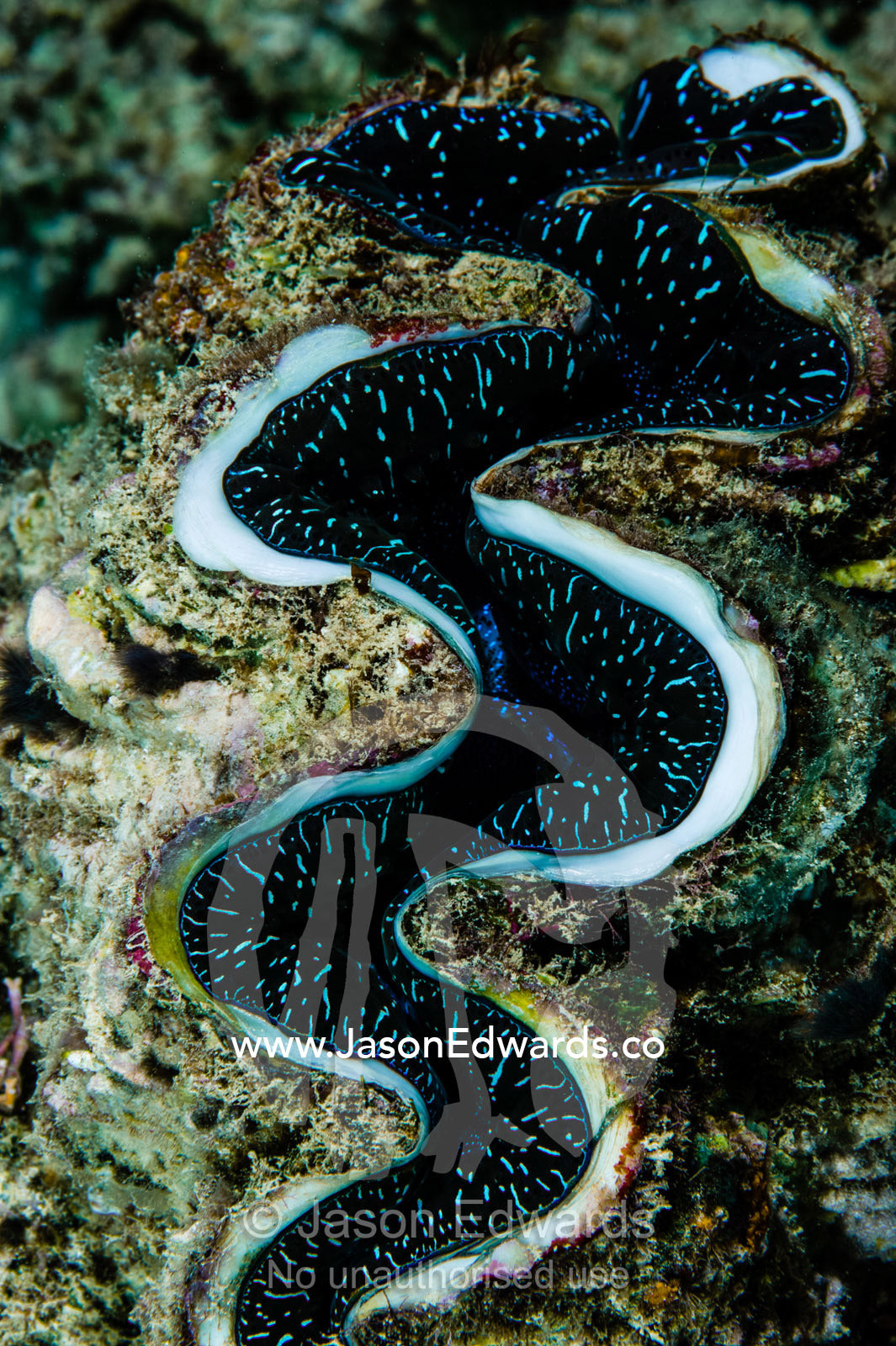 Neon blue markings on the curved lips of a Fluted Giant Clam on a reef. Cairns, Great Barrier Reef, Queensland, Australia