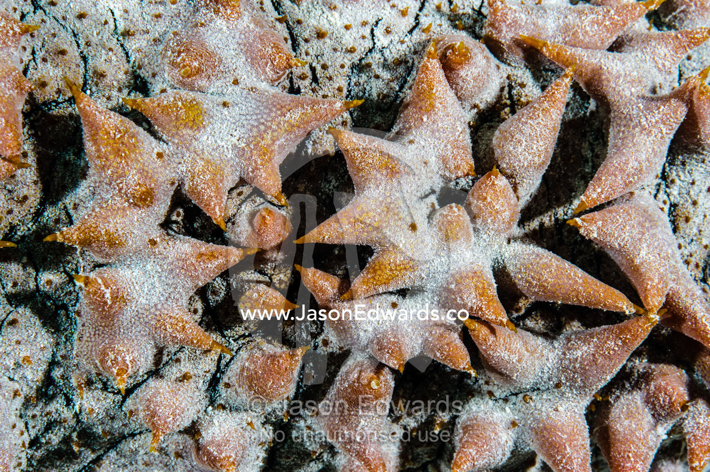 Large fleshy spikes cover the skin of the Pineapple Sea Cucumber to protect it from predators. Cairns, Great Barrier Reef, Queensland, Australia