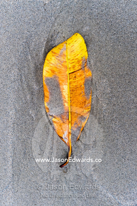 A dead mangrove leaf on the beach at low tide. Daintree National Park, Cape Tribulation, Queensland, Australia
