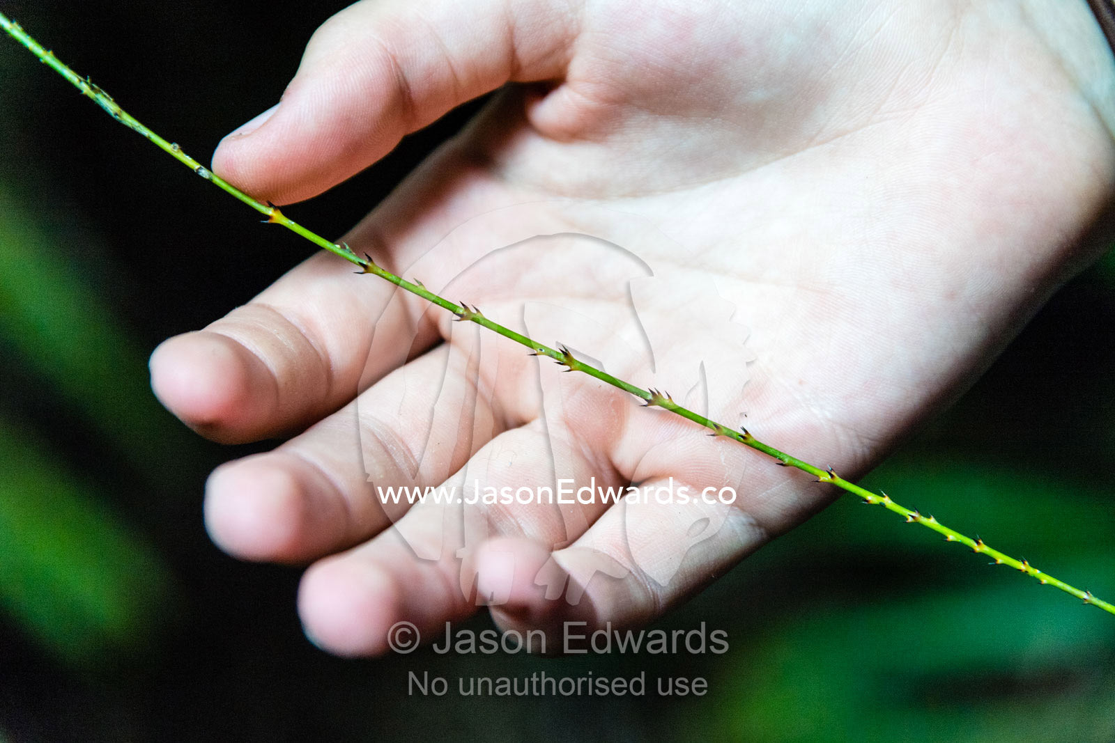 Flagella of Wait-Awhile Palm used by palm liana to climb to the top of the canopy. Daintree National Park, Cape Tribulation, Queensland, Australia