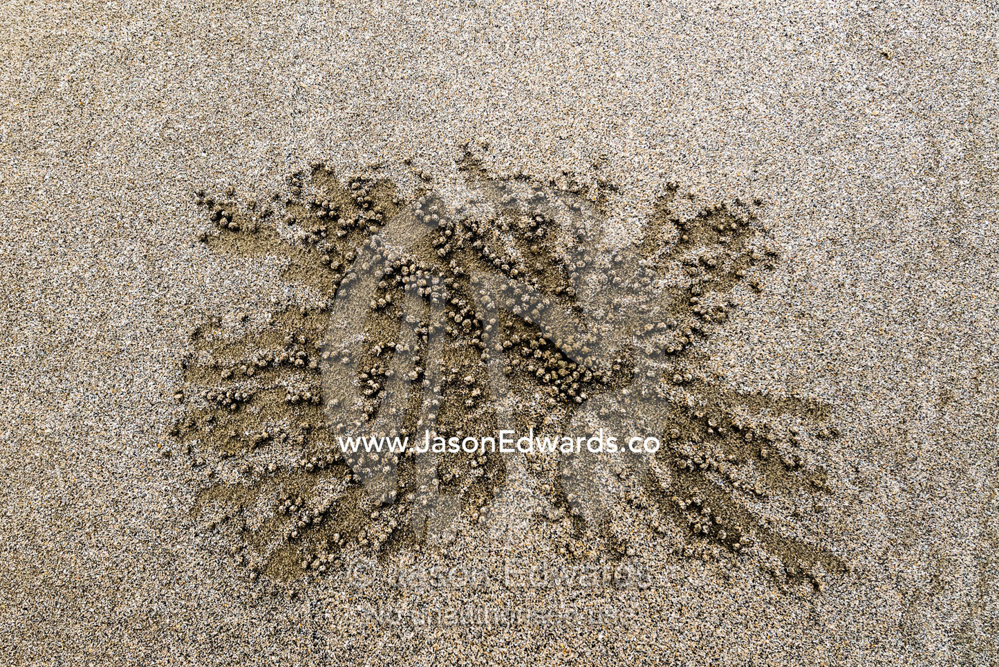Sand Bubbler Crabs scour the sand around their burrows for food, forming it into inflated pellets, which cover the beach. Daintree National Park, Cape Tribulation, Queensland, Australia
