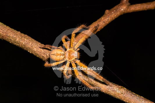 A Badge Huntsman Spider walking along a branch at night in the rainforest. Daintree National Park, Cape Tribulation, Queensland, Australia