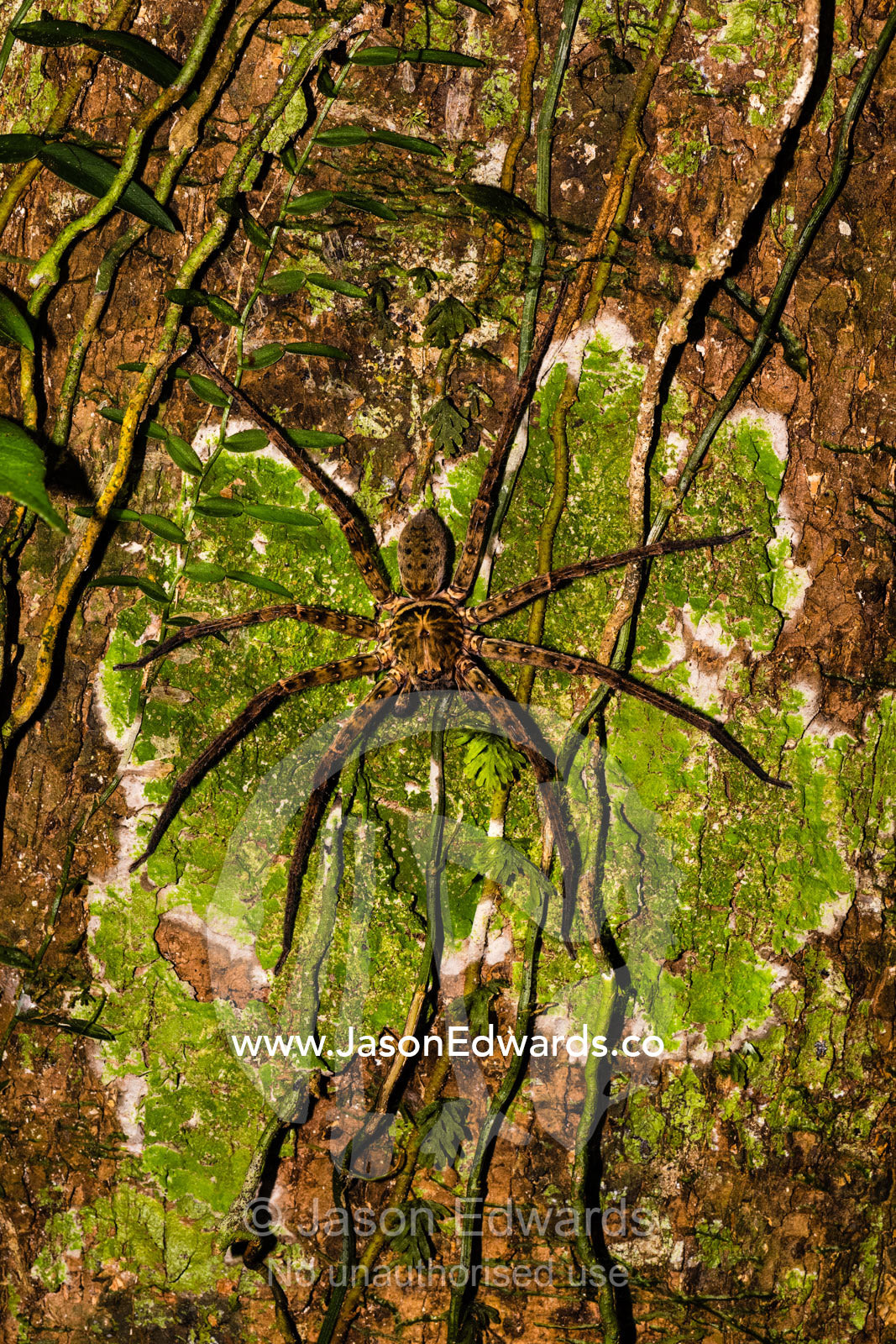 A large Forest Huntsman Spider hunting on a lichen covered tree trunk in the rainforest at night. Daintree National Park, Cape Tribulation, Queensland, Australia