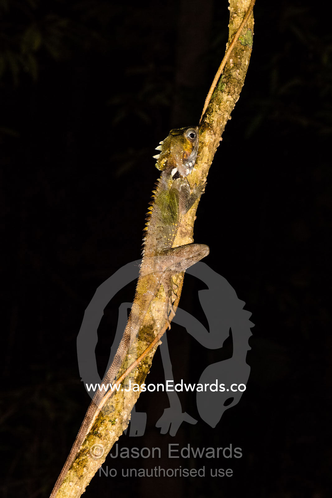 Boyd's Forest Dragon sleeping on a rainforest vine at night. Daintree National Park, Cape Tribulation, Queensland, Australia