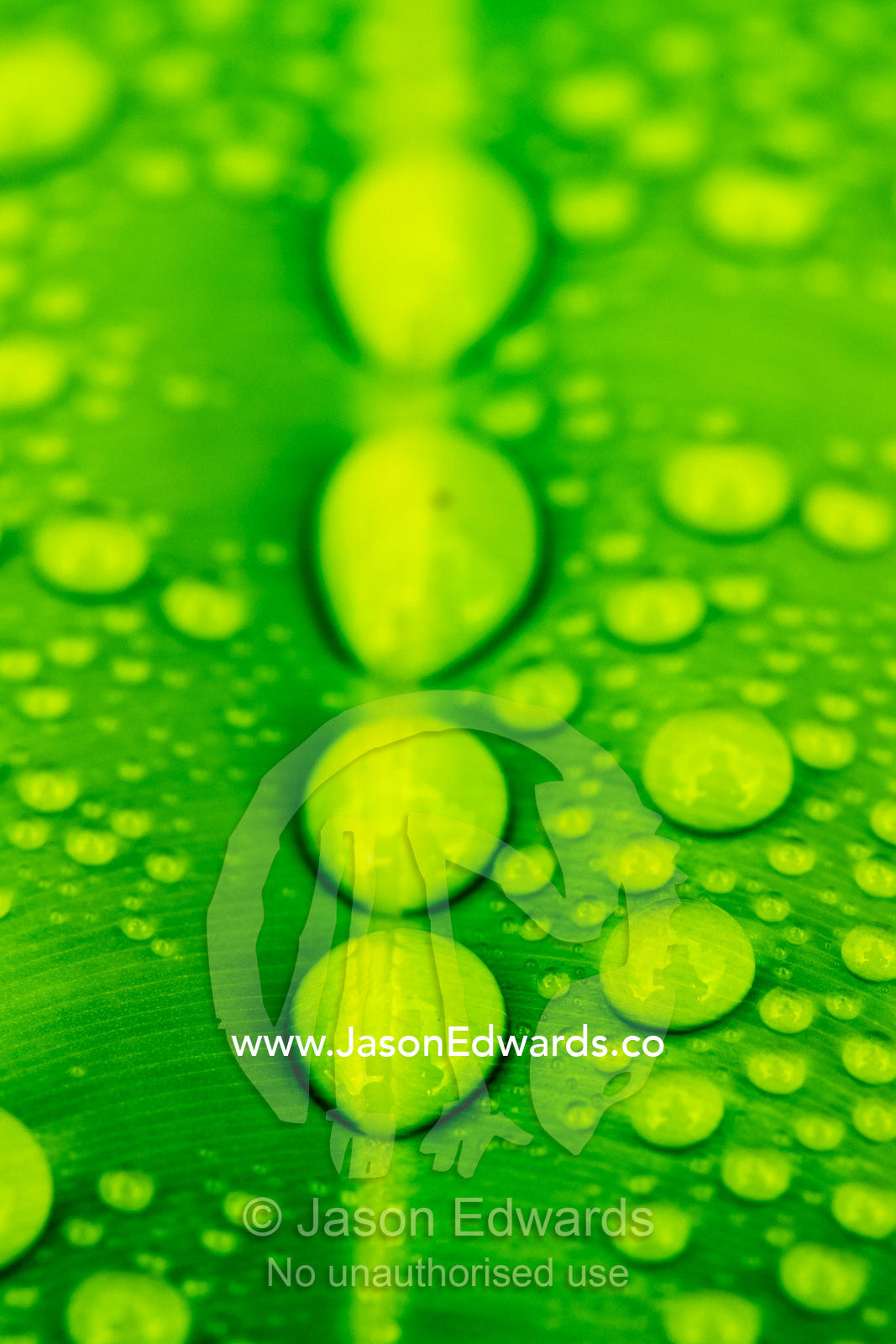 Raindrops on the leaves of a Beach Calophyllum. Daintree National Park, Cape Tribulation, Queensland, Australia