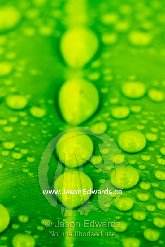 Raindrops on the leaves of a Beach Calophyllum. Daintree National Park, Cape Tribulation, Queensland, Australia