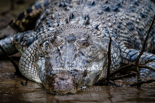 A Saltwater Crocodile basking on a river bank to thermoregulate it's body temperature. Daintree National Park, Daintree River, Queensland, Australia