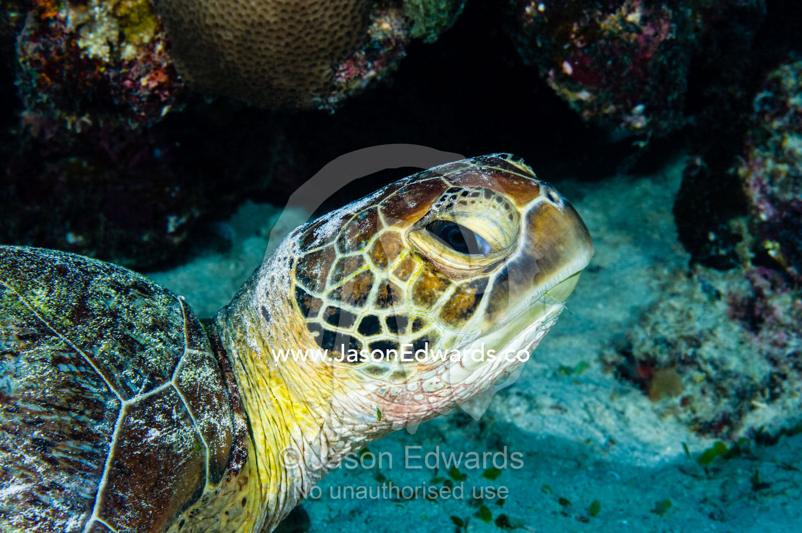 A Green Sea Turtle resting on the sandy ocean floor. Cairns, Great Barrier Reef, Queensland, Australia