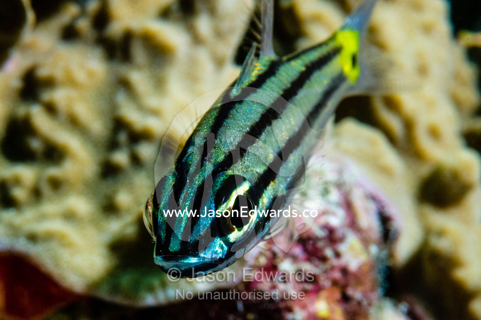 A juvenile Blue-eye Cardinalfish on a coral reef. Cairns, Great Barrier Reef, Queensland, Australia