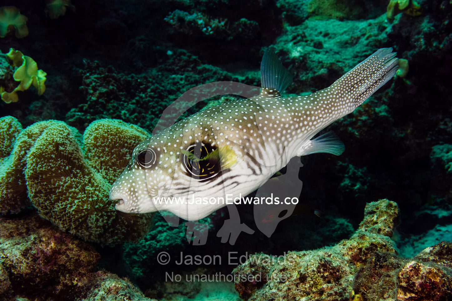 A White-spotted Puffer fish swimming in a coral reef. Cairns, Great Barrier Reef, Queensland, Australia