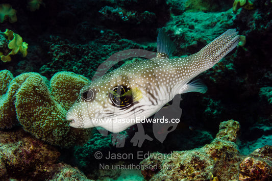 A White-spotted Puffer fish swimming in a coral reef. Cairns, Great Barrier Reef, Queensland, Australia