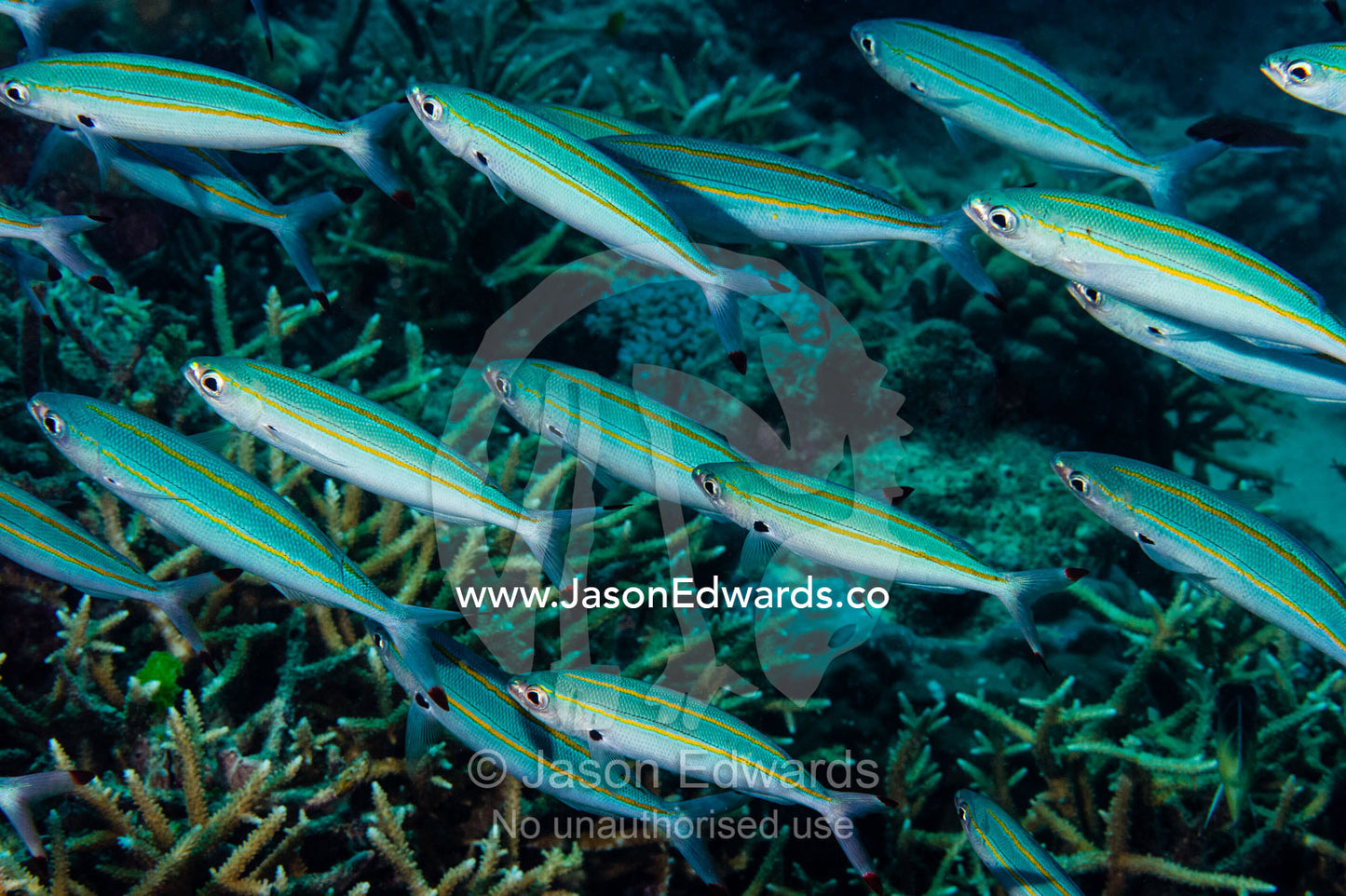 A shoal of Doubleline Fusilier swimming over a coral reef. Cairns, Great Barrier Reef, Queensland, Australia